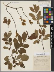 Foto von Salix aurita L.